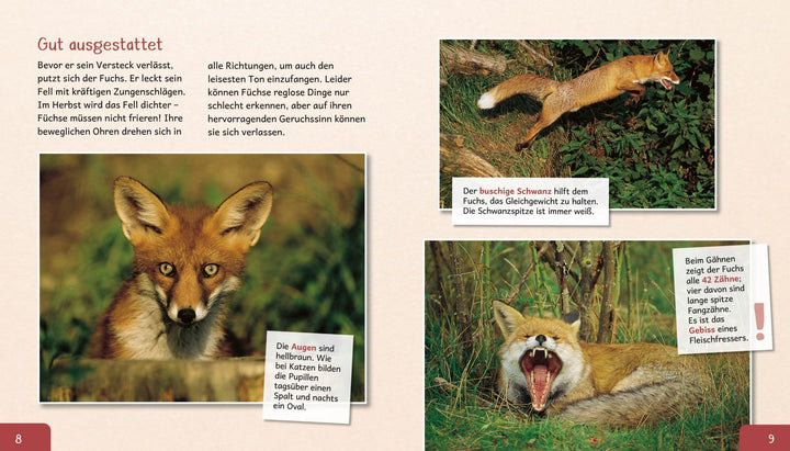 Meine große Tierbibliothek: Der Fuchs | Havard, Christian