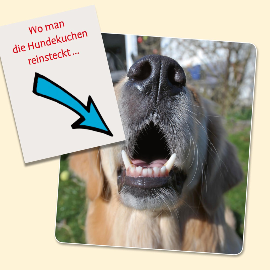 Viel Spaß mit Hunden | Stein, Uli