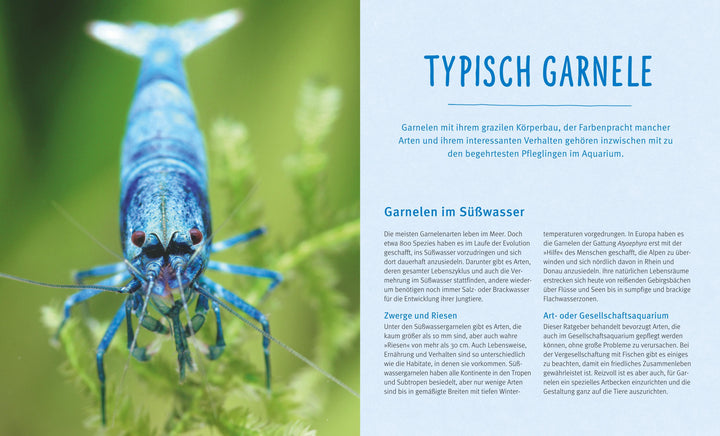 Süßwasser-Garnelen | Pekny, Reinhard | Lukhaup, Chris