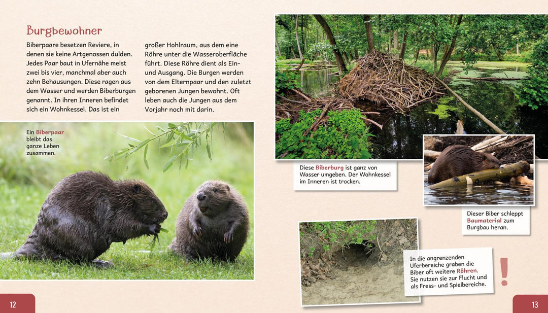 Meine große Tierbibliothek: Der Biber | Gutjahr, Axel