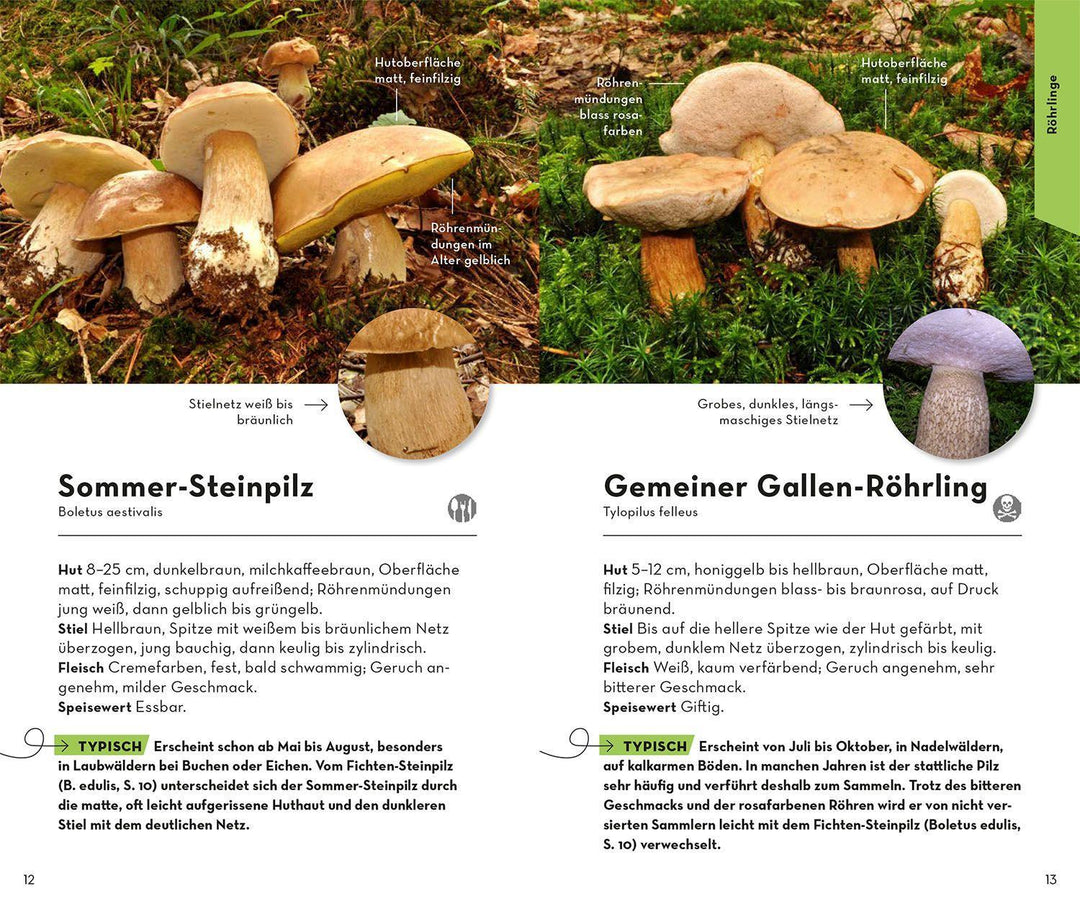 BASIC Pilze | Flück, Markus