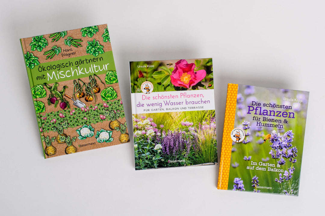 Die schönsten Pflanzen, die wenig Wasser brauchen für Garten, Balkon und Ter...