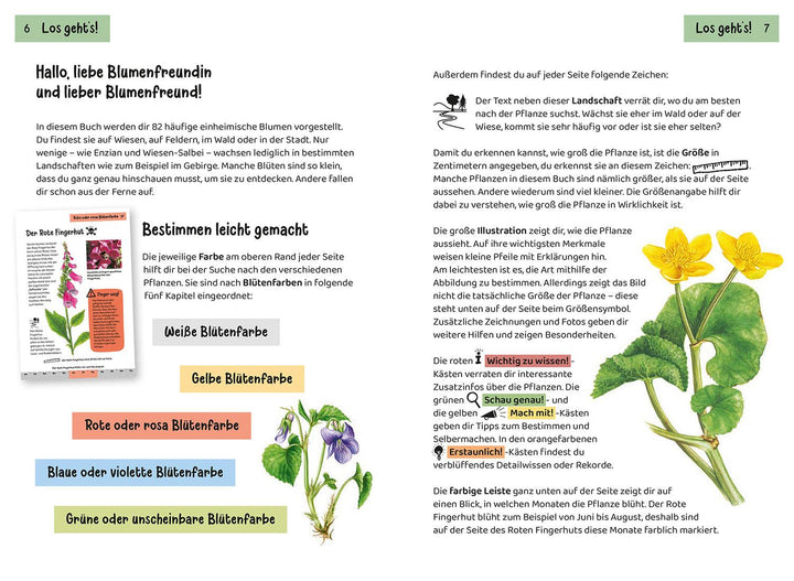 Was blüht denn da? Kindernaturführer | Stichmann-Marny, Ursula | Herrmann, Heike
