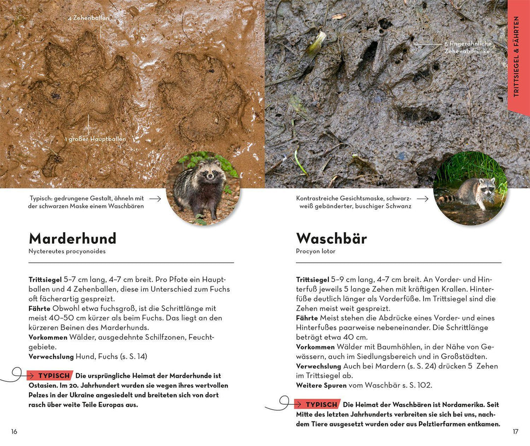 BASIC Tierspuren | Hecker, Frank