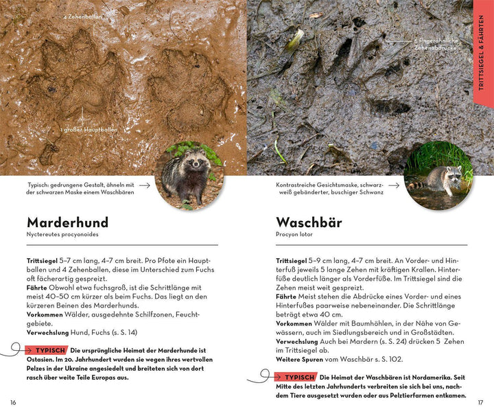 BASIC Tierspuren | Hecker, Frank