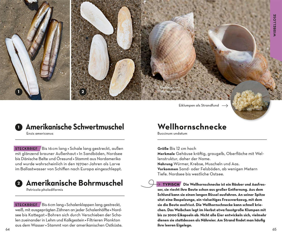 Basic Strand und Küste | Wilhelmsen, Ute