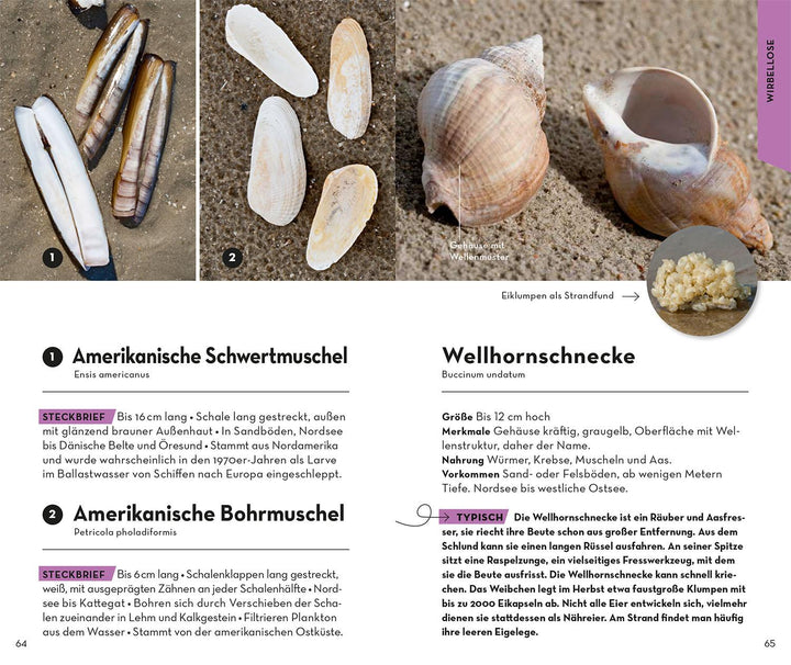 Basic Strand und Küste | Wilhelmsen, Ute