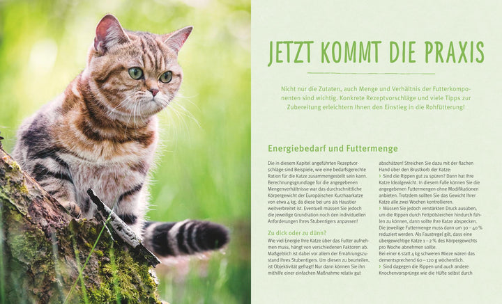 BARF für Katzen | Dillitzer, Natalie