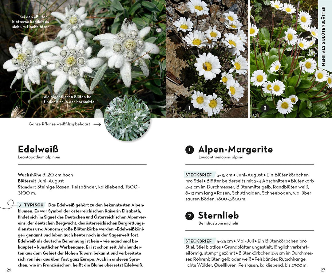 Basic Alpenblumen | Griebl, Norbert