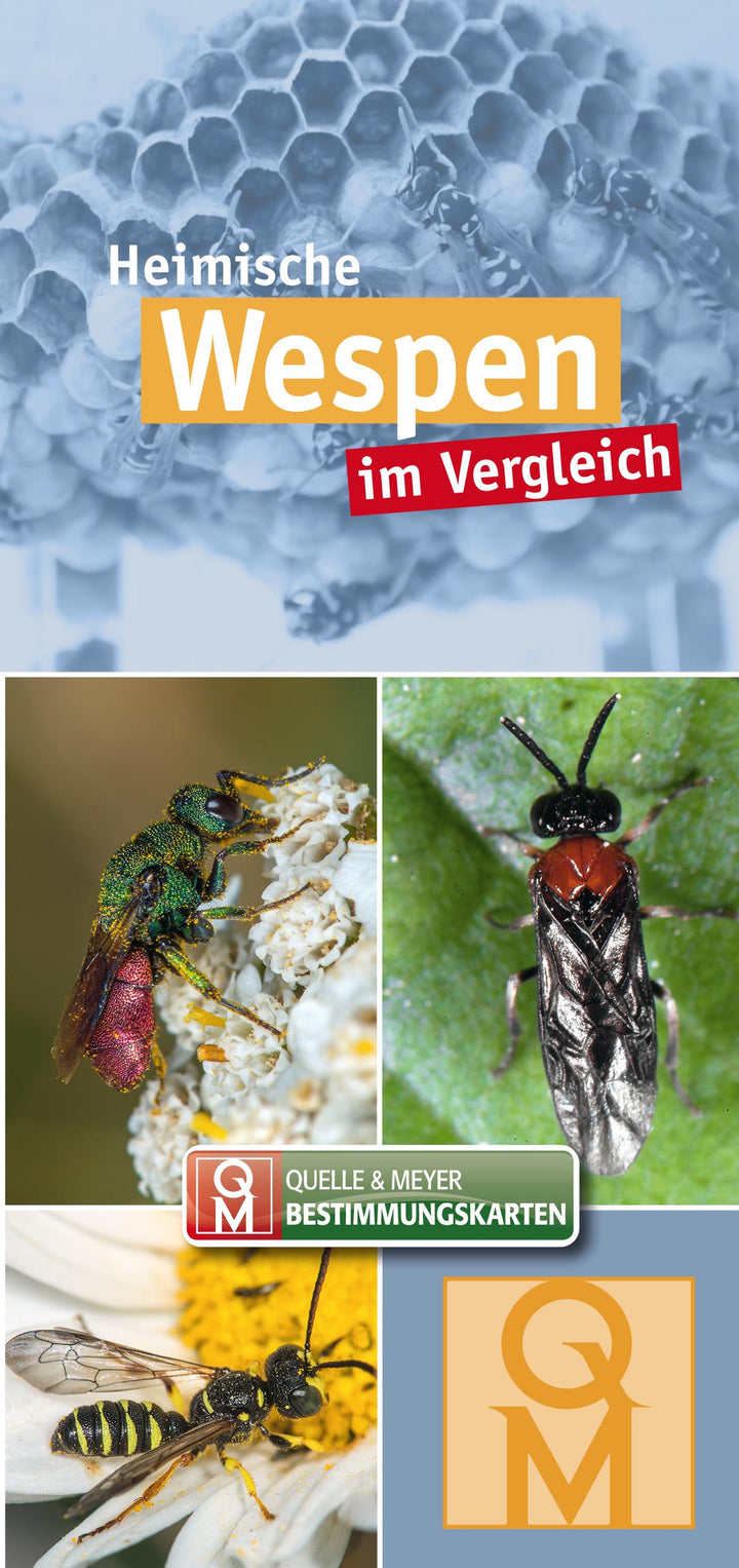 Heimische Wespen | -