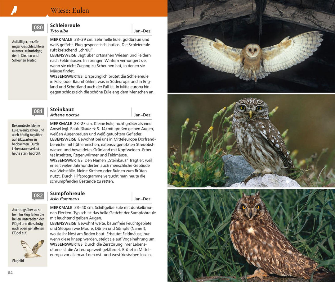 Kosmos Vogelführer für unterwegs | Hecker, Katrin | Hecker, Frank