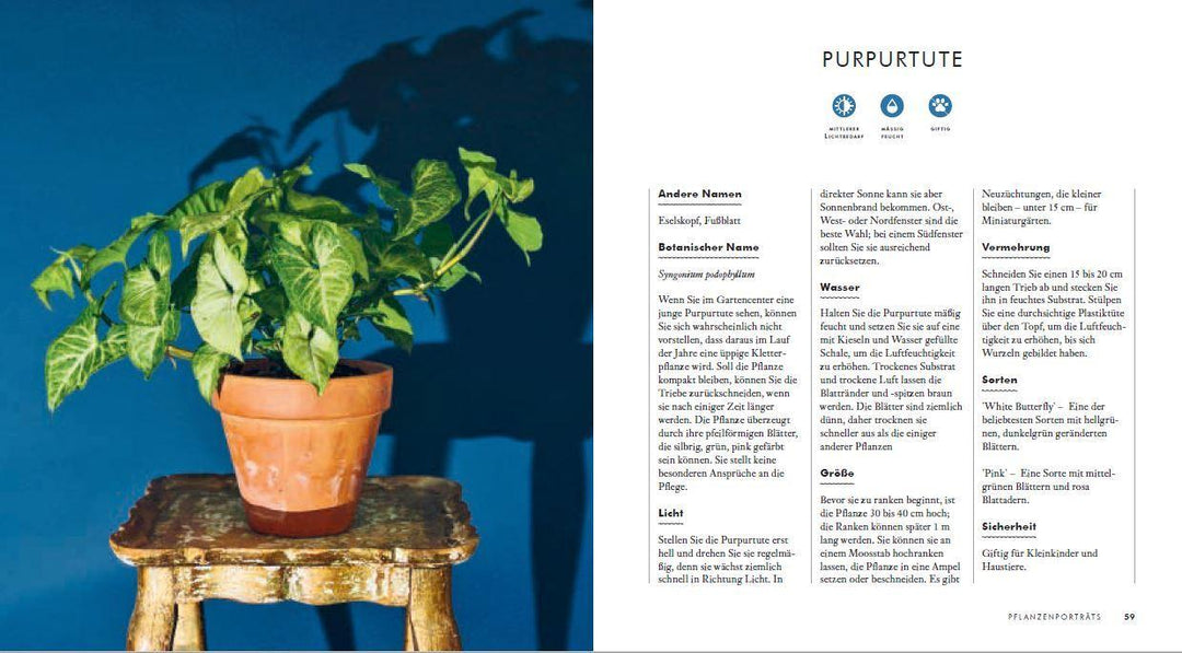 Grow in the Dark - Die schönsten Zimmerpflanzen für dunkle Räume und Plätze....