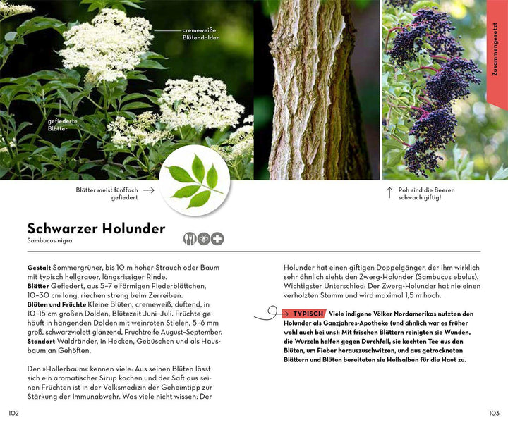 BASIC Bäume | Hecker, Katrin | Hecker, Frank