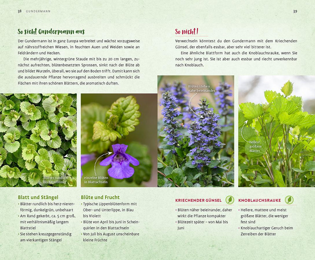 Wild und wunderbar: die 13 besten Wildkräuter | Hissel, Janine