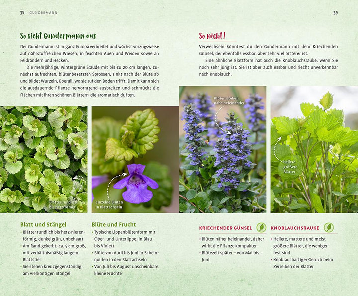 Wild und wunderbar: die 13 besten Wildkräuter | Hissel, Janine