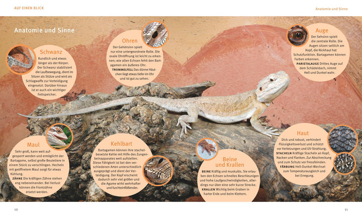 Bartagamen | Au, Manfred