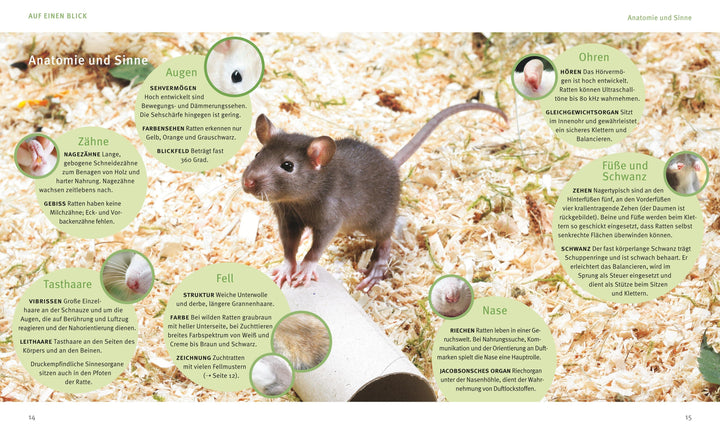 Ratten | Ludwig, Gerd