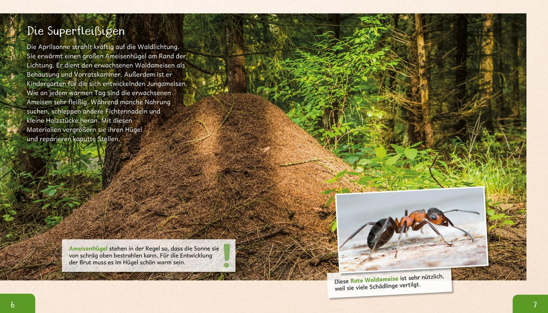 Meine große Tierbibliothek: Die Ameise | Gutjahr, Axel