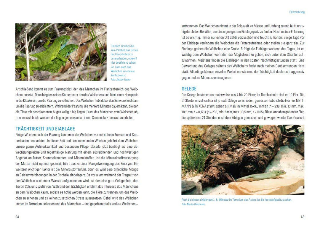 Smaragdeidechsen Lacerta bilineata und Lacerta viridis | Dieckmann, Martin