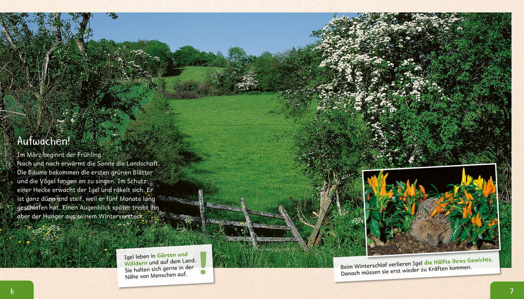 Meine große Tierbibliothek: Der Igel | Tracqui, Valérie
