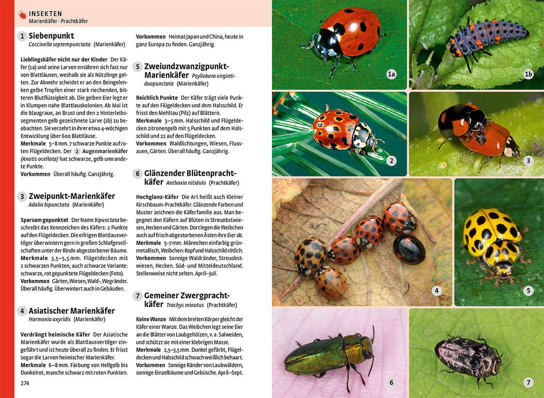 Der große Kosmos-Naturführer Tiere und Pflanzen | -
