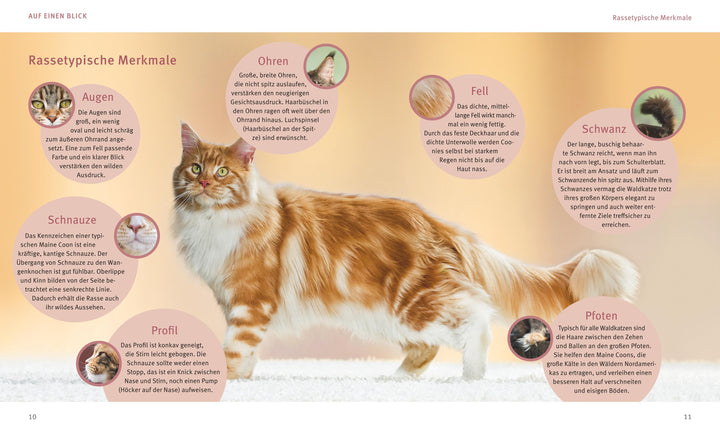 Maine Coon | Kieffer, Birgit