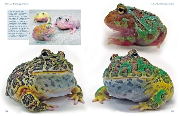 Schmuckhornfrösche | Henkel, Friedrich Wilhelm | Schmidt, Wolfgang