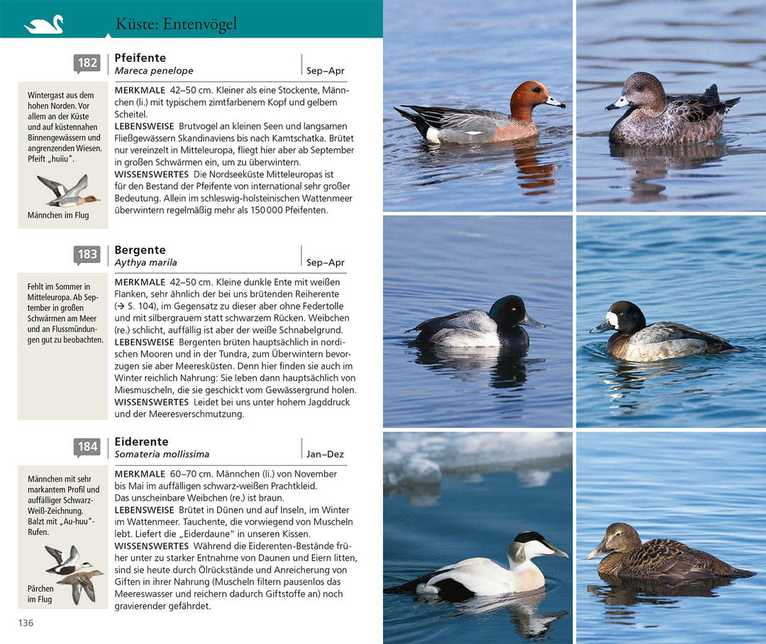 Kosmos Vogelführer für unterwegs | Hecker, Katrin | Hecker, Frank