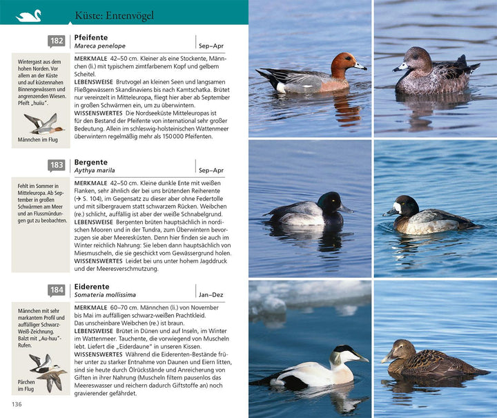 Kosmos Vogelführer für unterwegs | Hecker, Katrin | Hecker, Frank