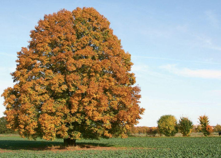 Foto-Bildkarten Stressmanagement | Wieber, Monika