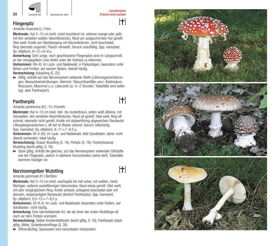 Der große BLV Pilzführer | Gerhardt, Ewald