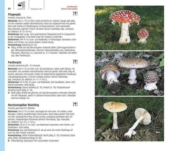 Der große BLV Pilzführer | Gerhardt, Ewald