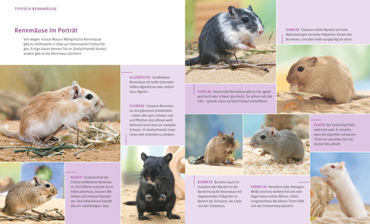 Rennmäuse | Kötter, Engelbert