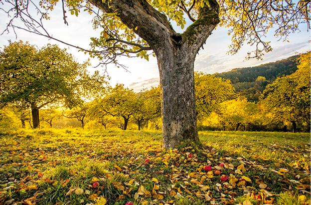 Das große kleine Buch: Obstbäume in unserem Garten | Papouschek, Elke