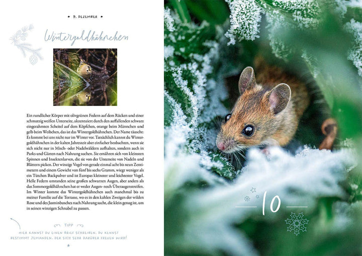 Winter Moments in Nature - der Adventskalender | López, Gamander | López, Una